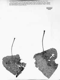 Sclerotium succineum image